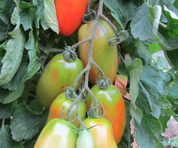 Casa Do Cribeiro Ponteareas